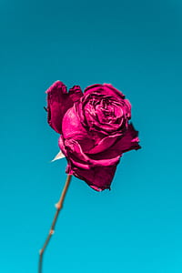 pink rose flower thumbnail