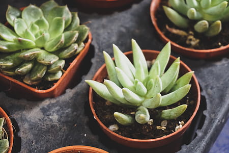 Two Green Succulent Plants thumbnail
