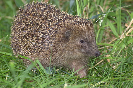brown porcupine on green field thumbnail