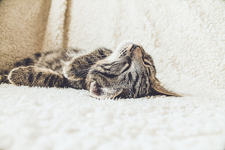 Brown Tabby Kitten Cat Sleeping thumbnail