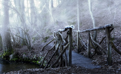 brown wooden bridge in the woods during daytime thumbnail