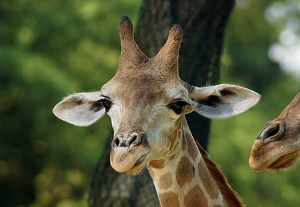 close-up photo of giraffe thumbnail