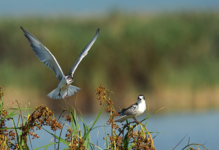 selective focus photography of two birds perching on twigs thumbnail