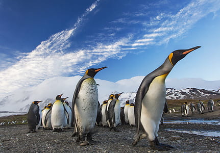 white and gray penguins thumbnail