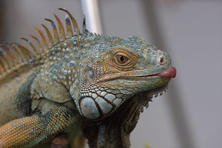 selective focus photography of lizards thumbnail
