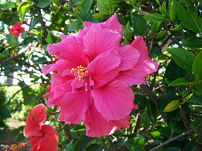 pink petaled flowers thumbnail