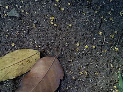 brown and green leaves on brown soil thumbnail