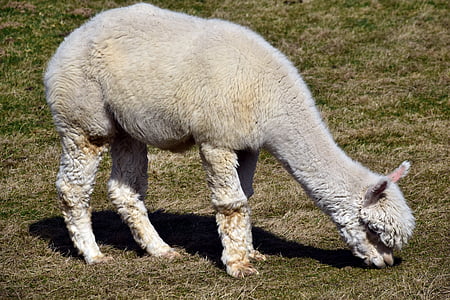lamb eating grass thumbnail
