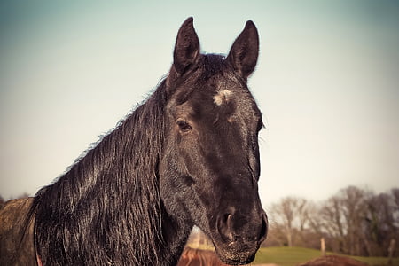 shallow focus photography of black horse thumbnail