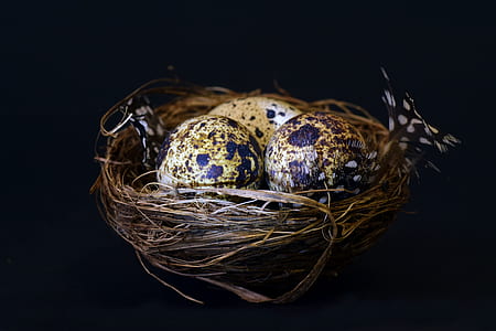 three eggs in nest thumbnail