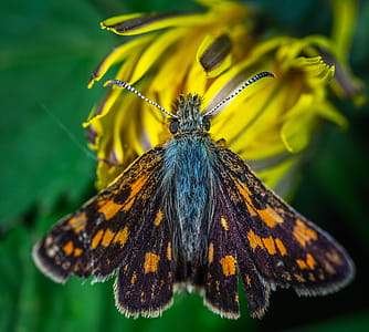 Butterfly On Yellow Flower thumbnail