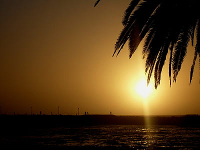 silhouette photography of coconut tree near body of water thumbnail