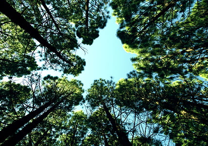 low angle photo of green trees thumbnail