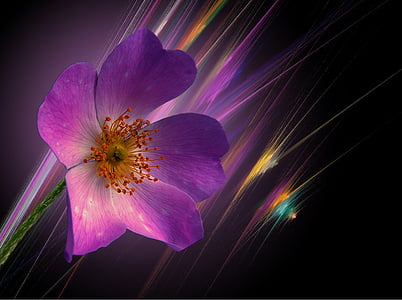 purple flower wallpaper thumbnail