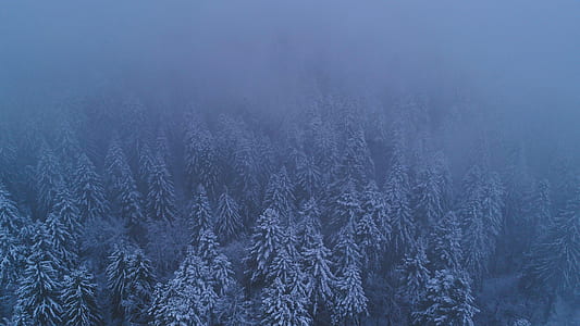 trees covered by snow thumbnail