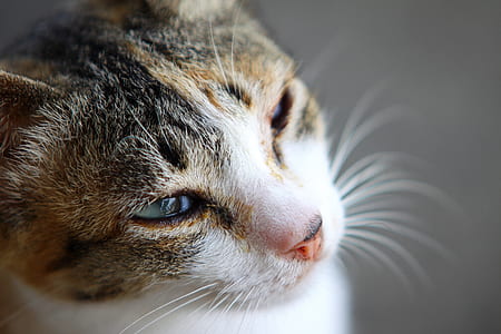 Orange Tabby Cat thumbnail