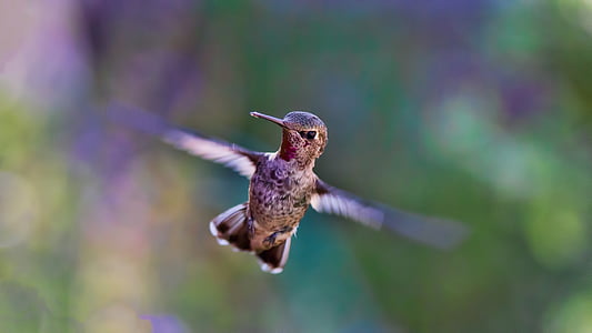 brown and white bird flying thumbnail