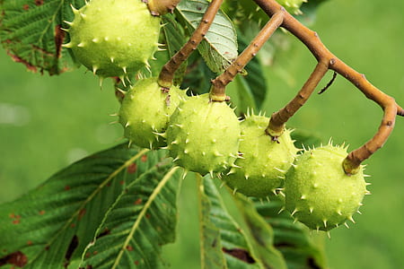 selective focus photography of round green spike fruit thumbnail