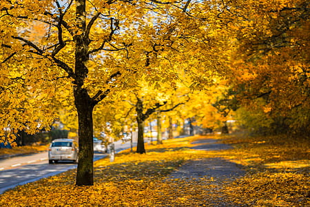 dried leaves on road thumbnail
