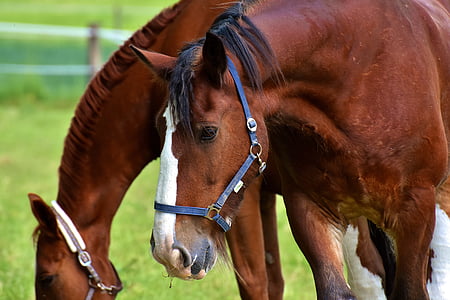 two brown horses eating green grass thumbnail