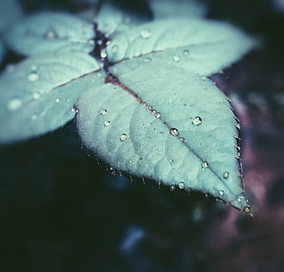 Focus Photography of Green Leaf With Water Droplet thumbnail