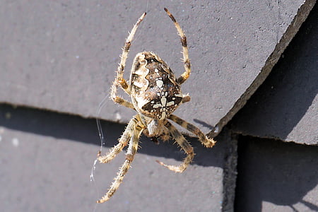 selective photography of furrow spider thumbnail