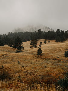 landscape photography of trees under foggy sky thumbnail