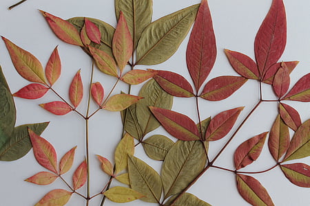 red and green leaves wall decors thumbnail