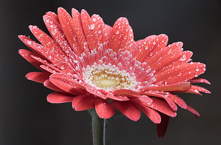 red petaled flower in bloom thumbnail