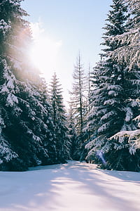 white snow between green pine trees covered with snow thumbnail