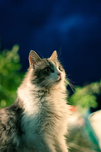 selective focus photography of medium fur cat thumbnail