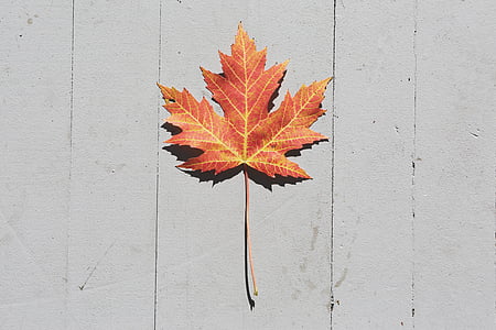brown maple leaf on white wooden surface thumbnail