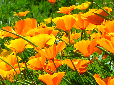 Iceland Poppy, Papaver Nudicaule thumbnail