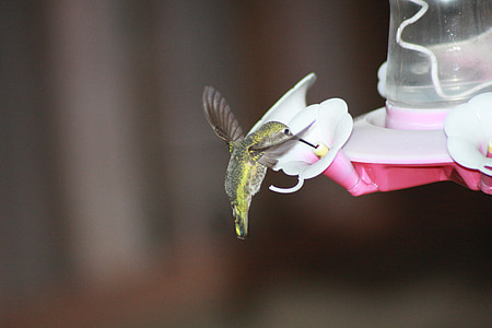 green hummingbird on white petal flower thumbnail