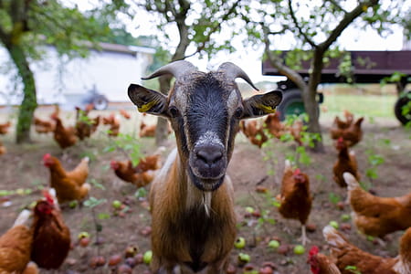 Goats on Farm thumbnail