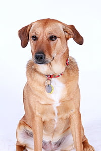medium short-coated tan and white dog sitting on white surface thumbnail