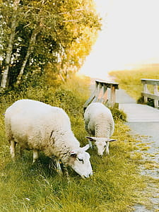 Two White Sheep Eating Grass thumbnail