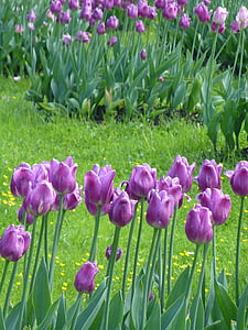 purple flower field thumbnail