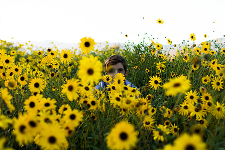 shallow focus photography of person hiding in sunflowers thumbnail