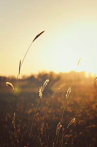 selective-focus photography of tall grass during golden hour thumbnail