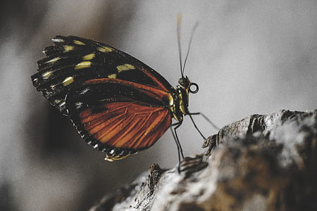 close up photo of brown and black butterfly thumbnail