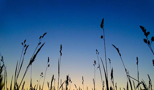 silhouette of grass at golden hour thumbnail