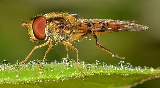macro photography of hoverfly on green leaf thumbnail