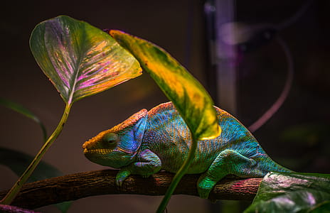 Macro Shot Photography of Chameleon thumbnail