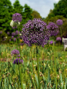 Purple allium flowers in bloom in garden. thumbnail