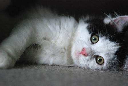 shallow focus photo of black and white kitten thumbnail