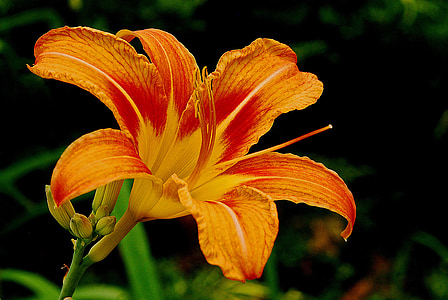 orange tiger lily thumbnail