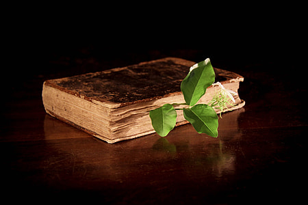 book with green leaf illustration screenshot thumbnail