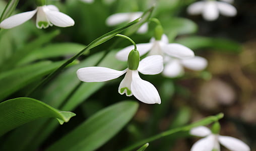 closeup photography of white petaled flowers thumbnail