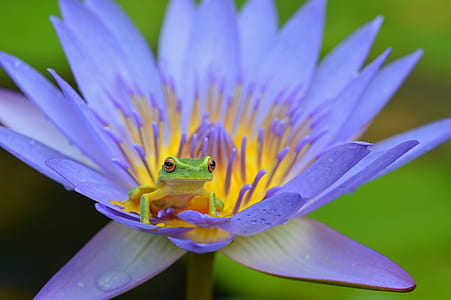 green frog on water lily thumbnail